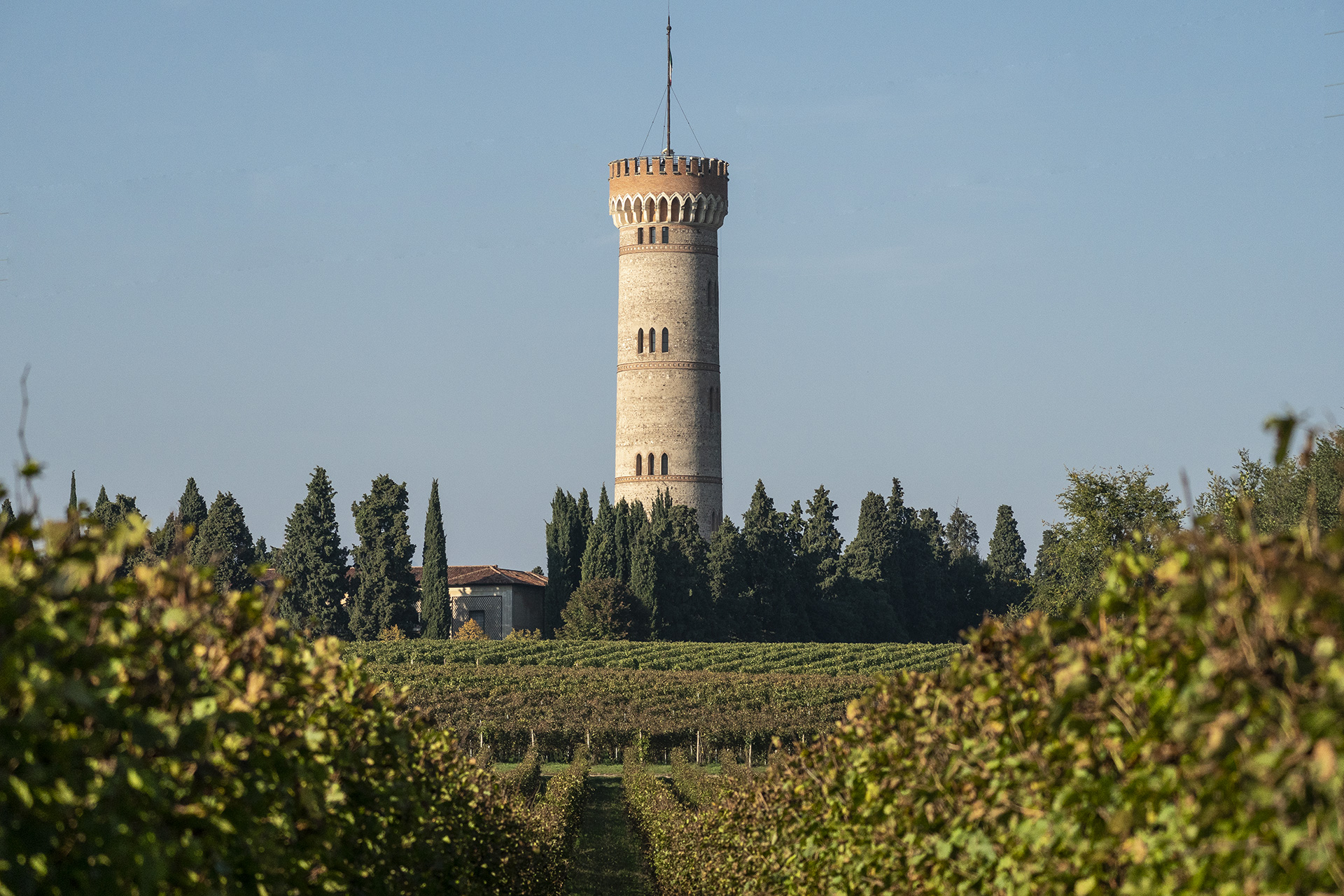 Vigneto Citari e la torre di San Martino
