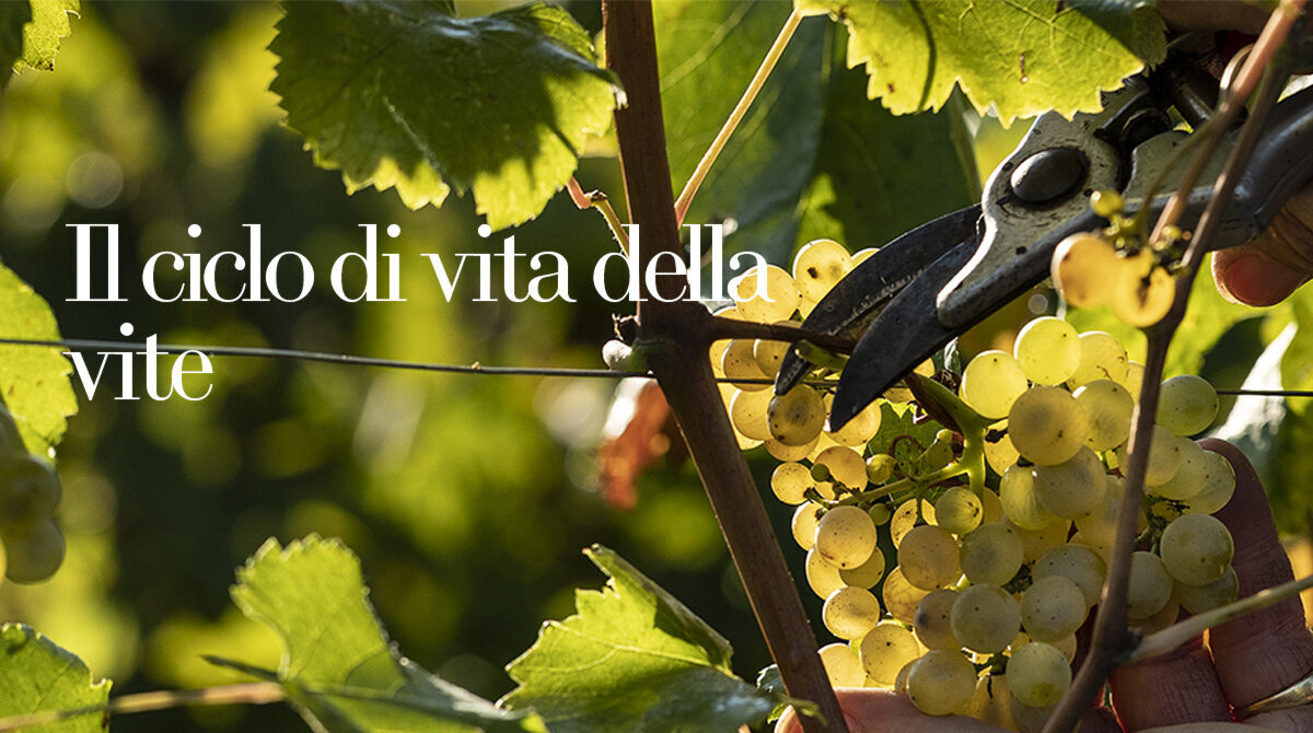 Ciclo di vita della vite - Citari