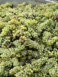 Turbiana o Trebbiano