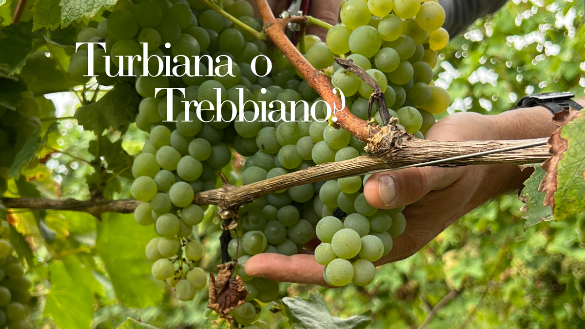 Uva Turbiana e Uva Trebbiano